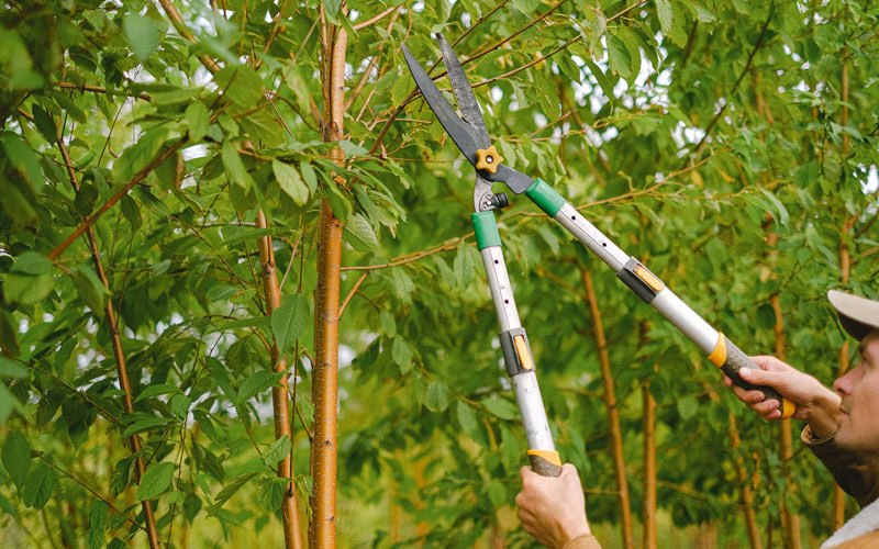 Tree trimming in Wells, TX