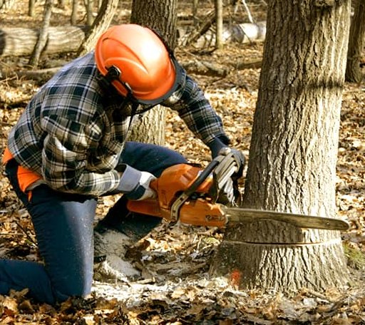 Tree Removal in Wells, TX